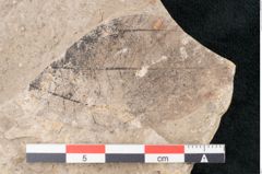 Foto (Detailansicht) von Cinnamomum polymorphum Braun (NHMW-GEO-2024-0188-7934)